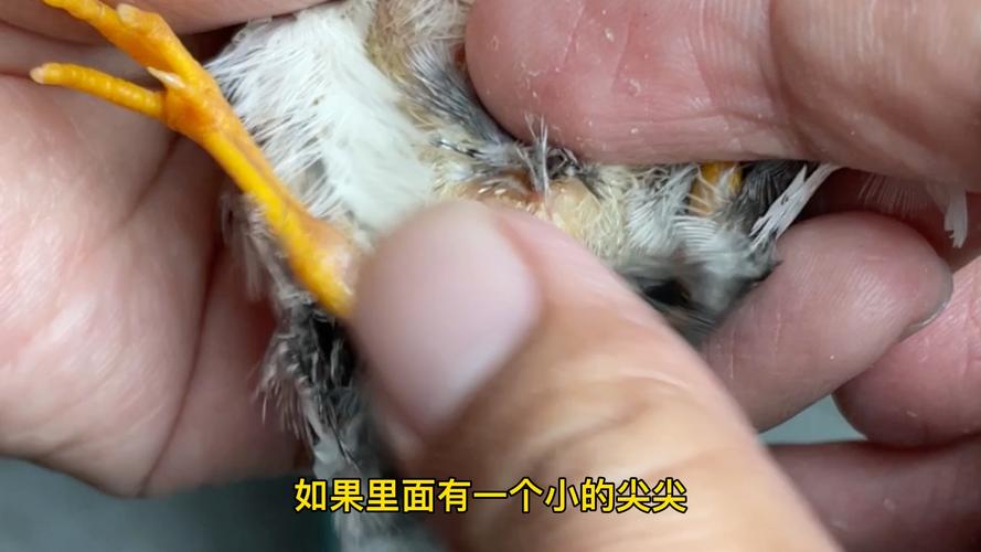 红豆杉怎么分公母,哪个更好