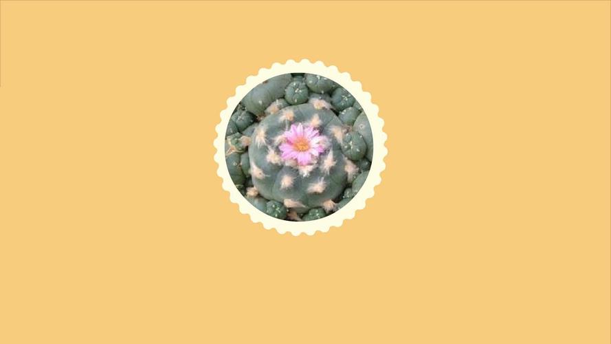 麒麟掌有毒吗,能在家养吗-墨子百科 麒麟掌有毒吗,能在家养吗