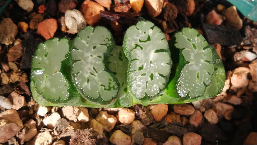 多肉植物玉扇怎么养