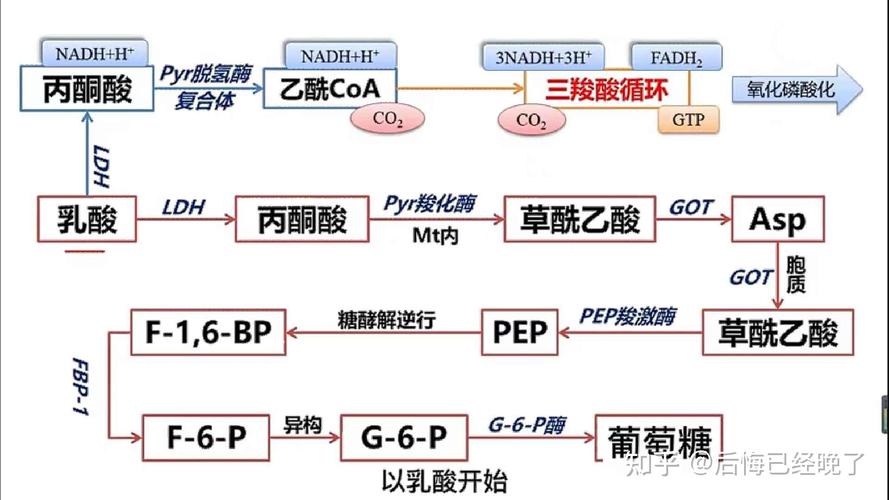 固定化酶的实质是什么