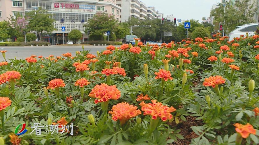 孔雀草种植方法