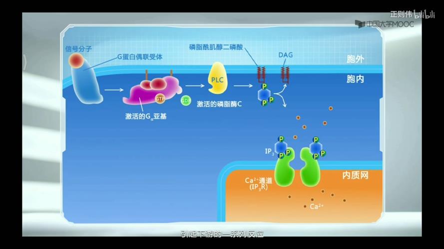 举例说明酶的竞争性抑制应用意义