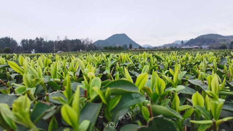 茶果间作种植方式的茶时间