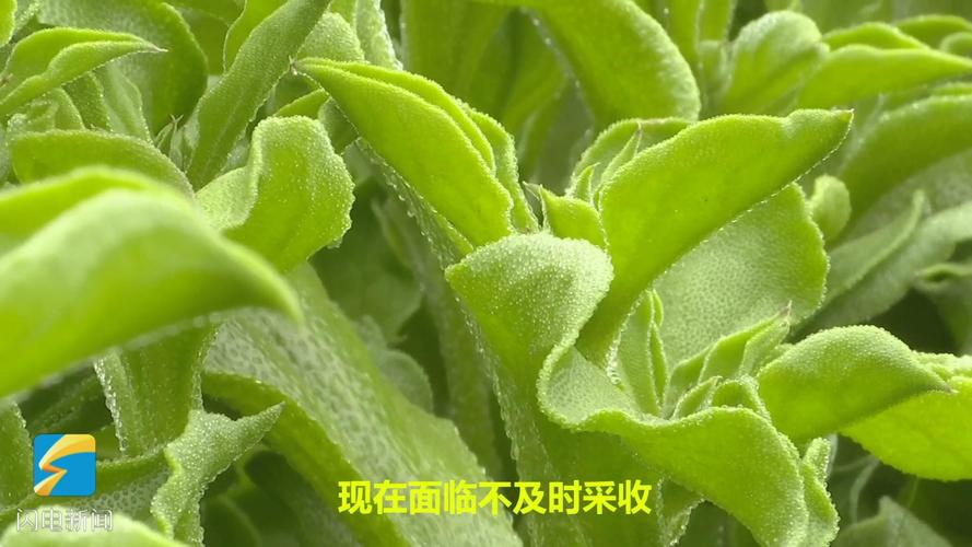 冰籽是什么植物