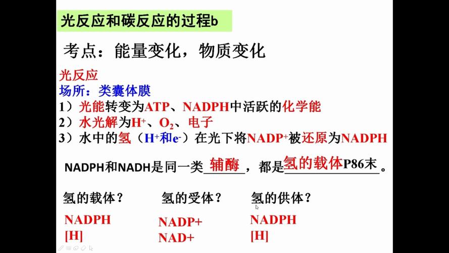 光反应和碳反应的实质分别是什么