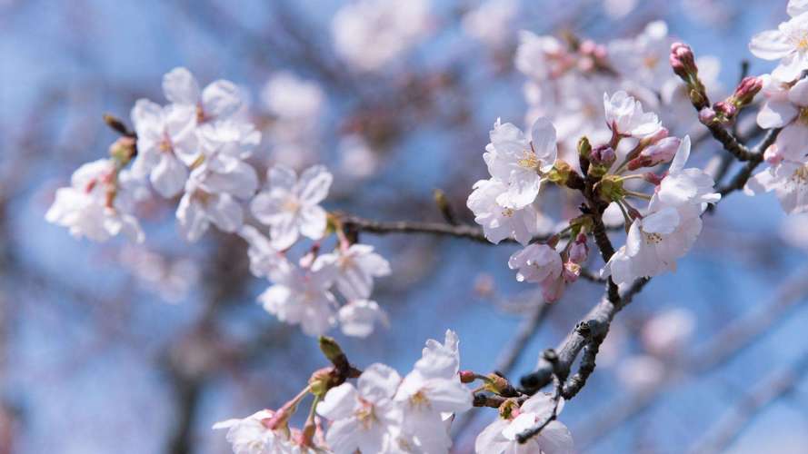 中国樱花开花时间