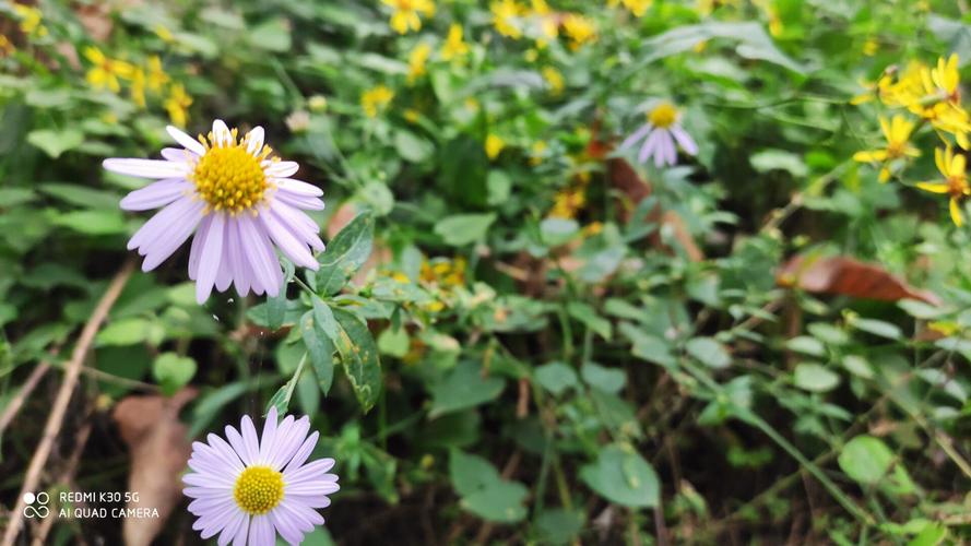 花开不并百花丛是什么意思