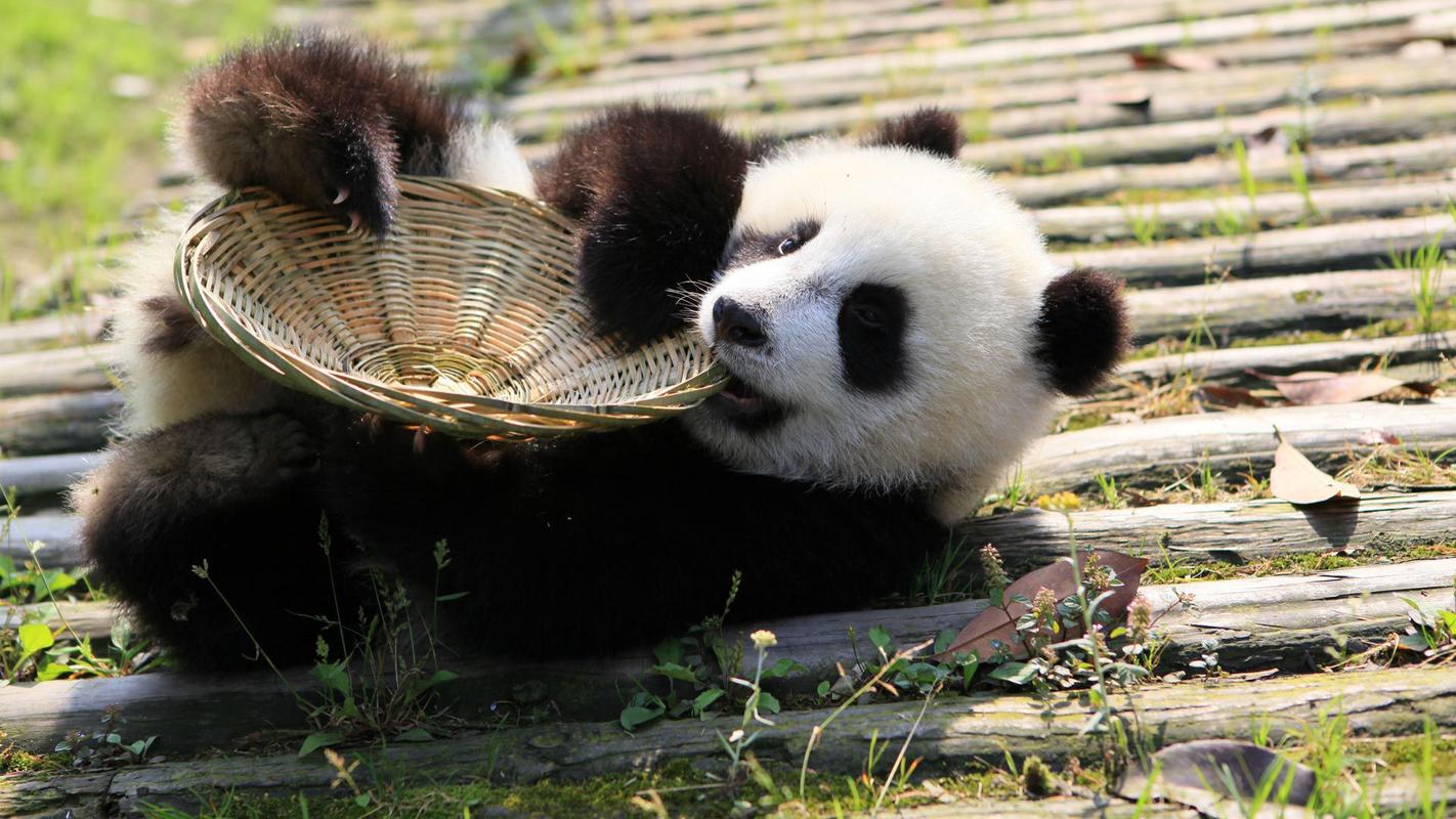 熊猫属于什么类别