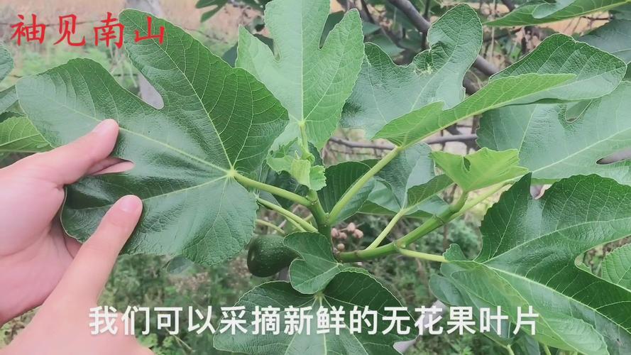 无花果的叶子是什么样