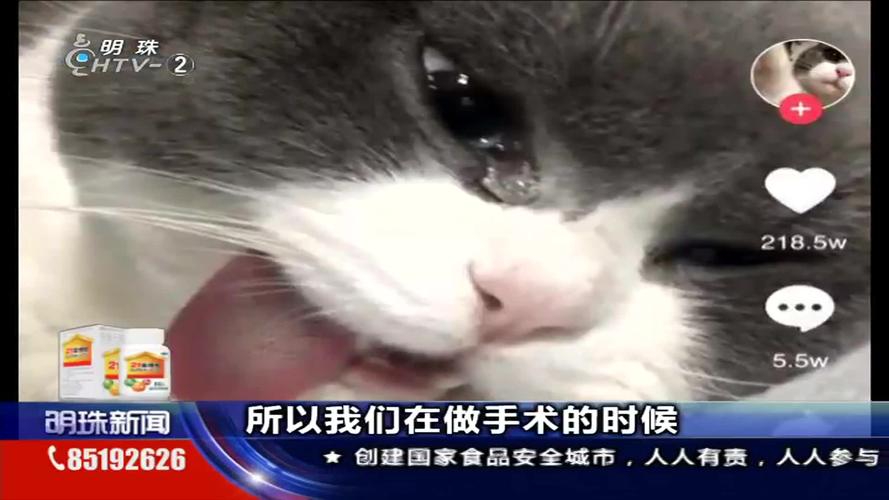 猫的绝育手术怎么做