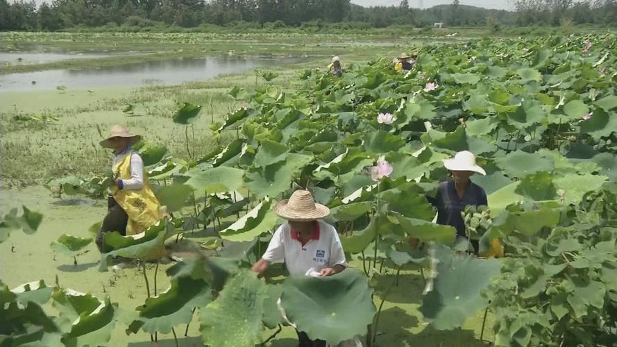 莲蓬为什么叫两世欢