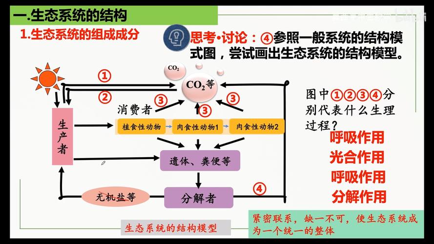 生态系统的结构是什么