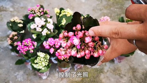 长寿花黑斑病如何治疗