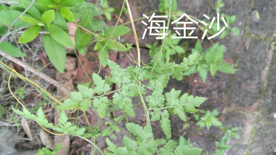 植物九节的别称是什么