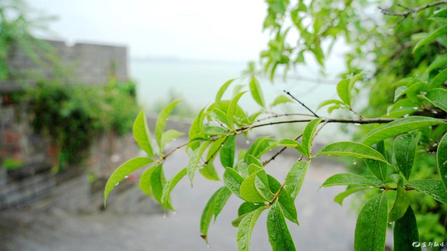 八月的雨有什么特点