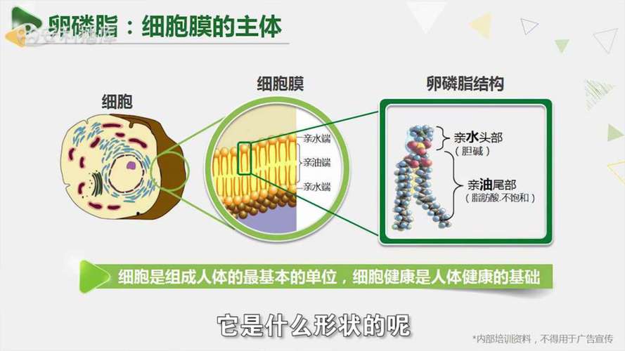 脂质是什么