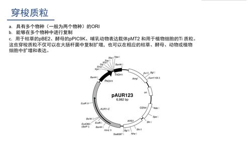 什么叫中间宿主