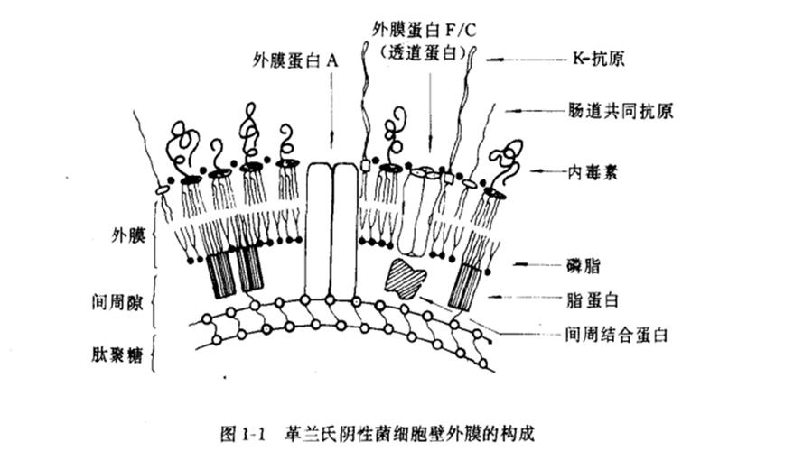 细胞壁组成成分是什么