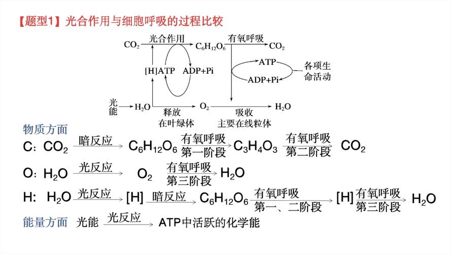 植物的呼吸作用