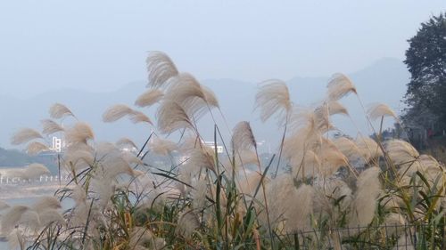 天之苍苍的苍苍的意思