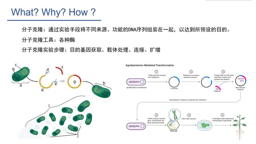 目的基因的4种获取方法