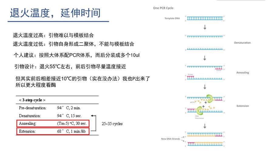 dna聚合酶作用于什么键