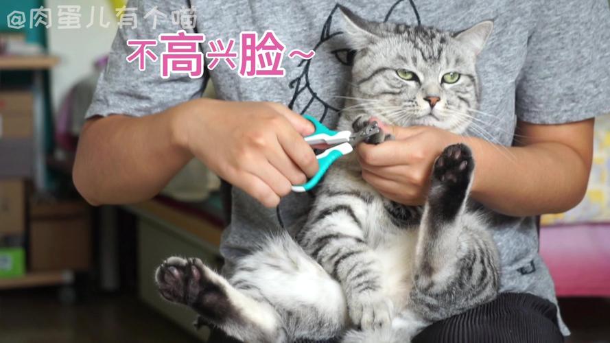 猫咪指甲多久剪一次