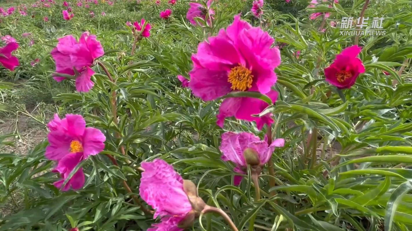 花儿花儿为谁开的下一句