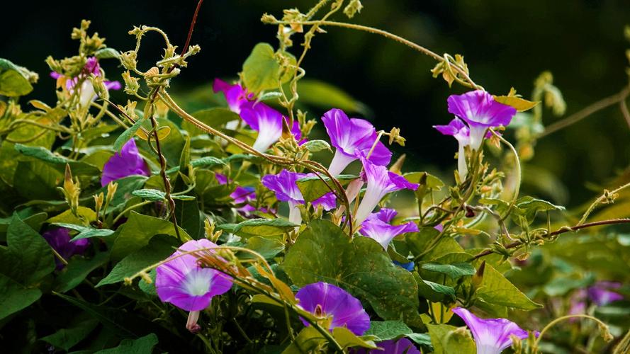 牵牛花在什么季节开花