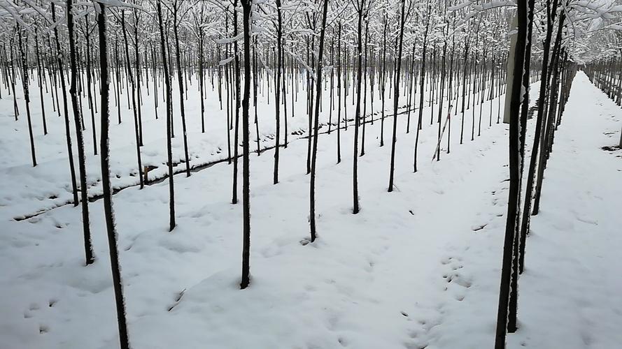 2018年第一场雪时间