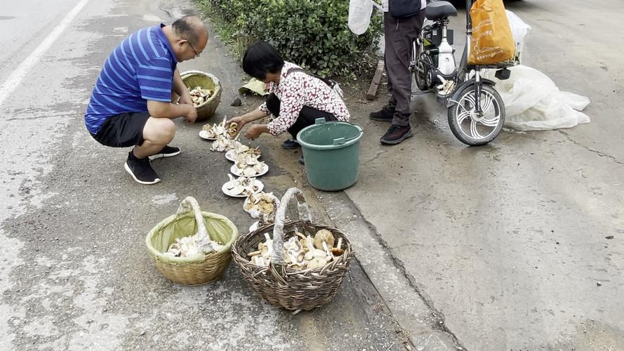 松树蘑菇有几种