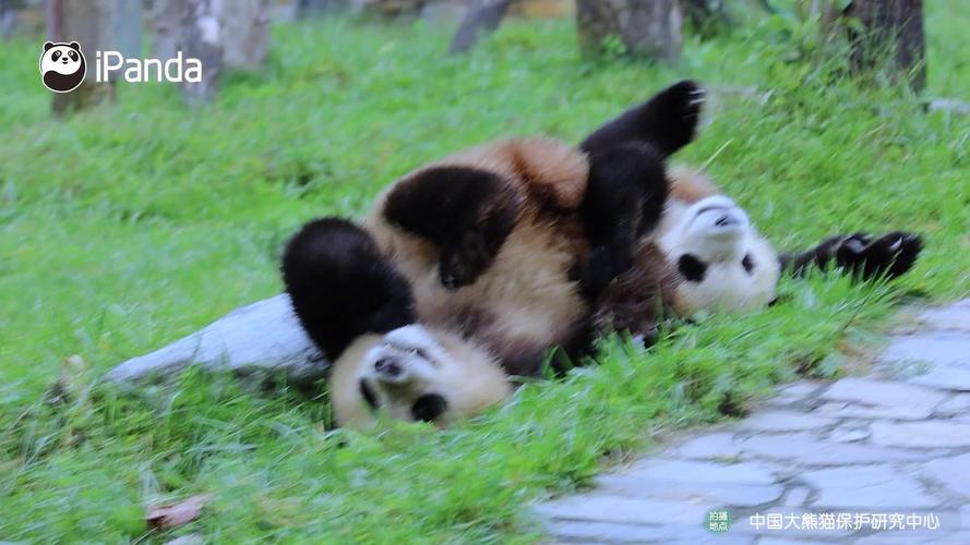 什么动物为四海一家