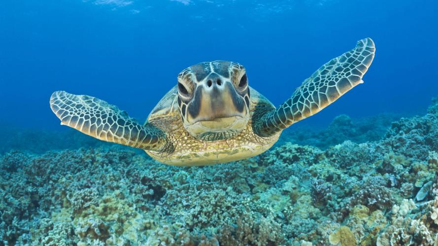 海洋生物有哪些