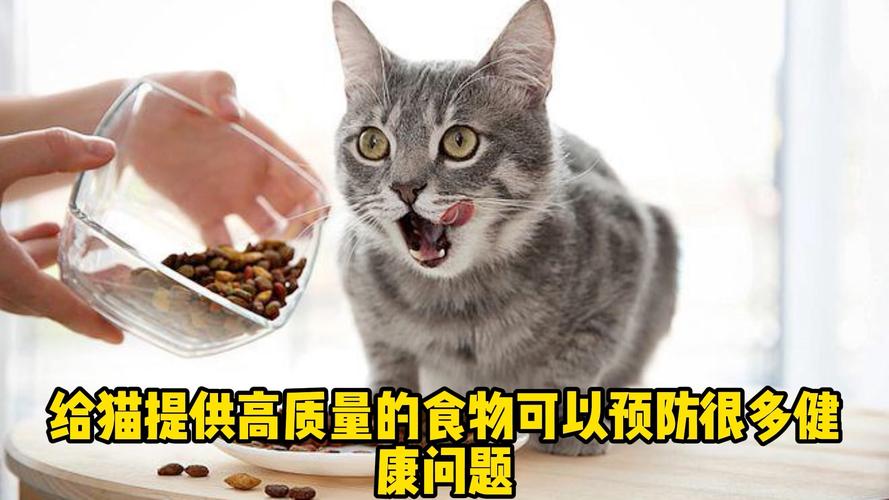 猫吃什么食物 猫吃什么食物好