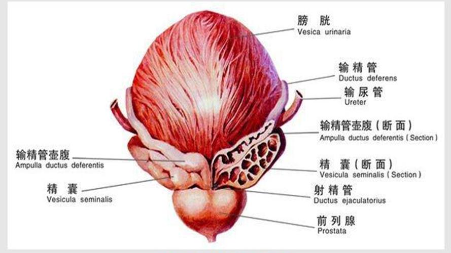 后是什么结构