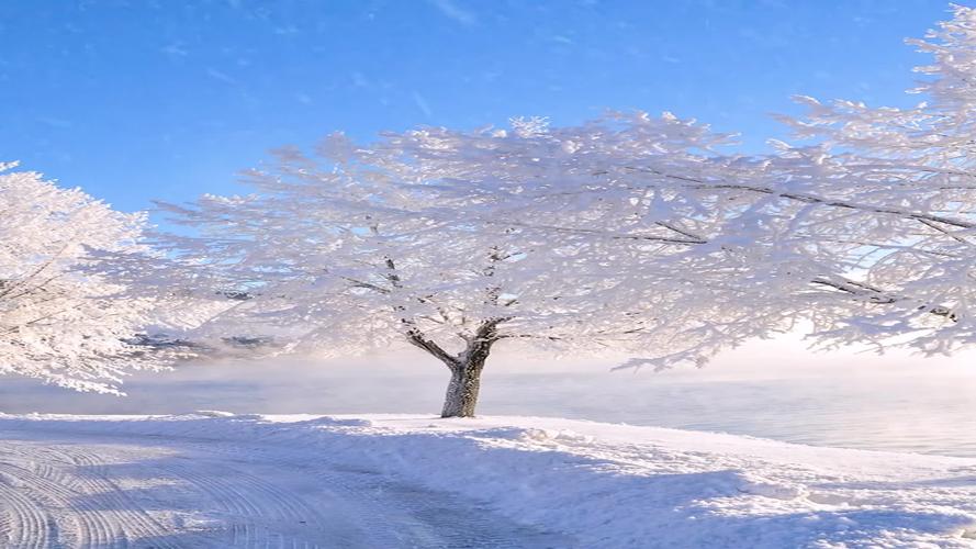 春赏百花东观雪完整全诗