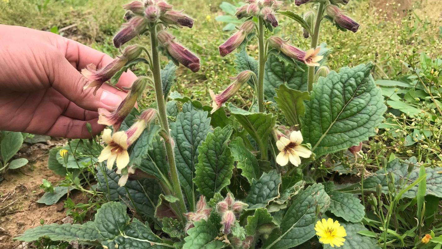 野生地黄什么季节挖