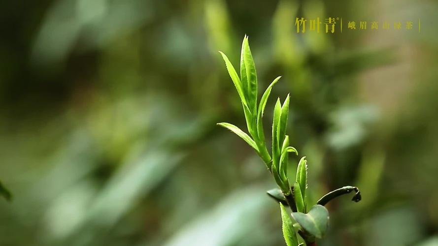 什么叫高山茶啊