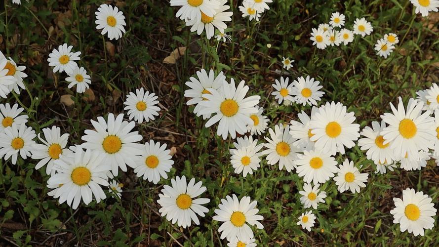 繁花似锦觅安宁全诗意思-墨子百科 繁花似锦觅安宁全诗意思