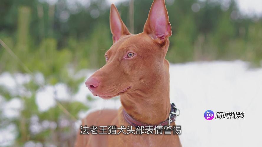 猎犬品种怎么排名