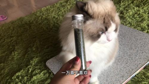 猫咪吸多了猫薄荷有害吗