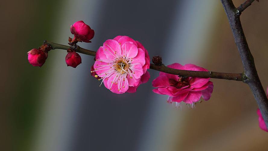 樱花日文怎么写