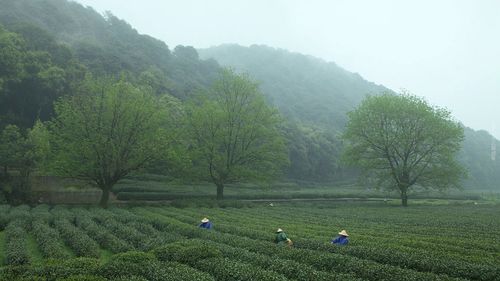 鸡鸣桑树颠意思