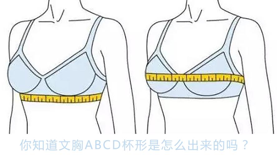 内衣75b胸围多大