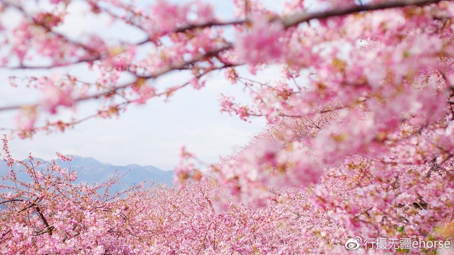 樱花是什么季节开