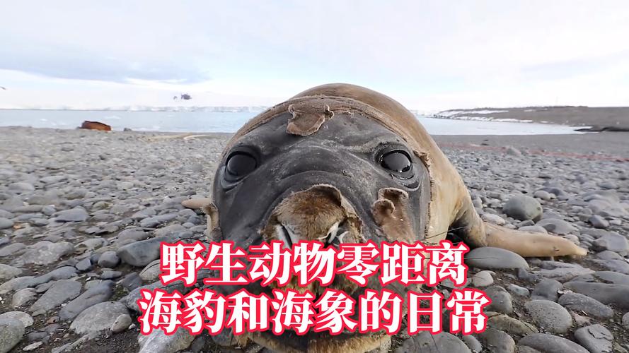 海狮海象海豹区别