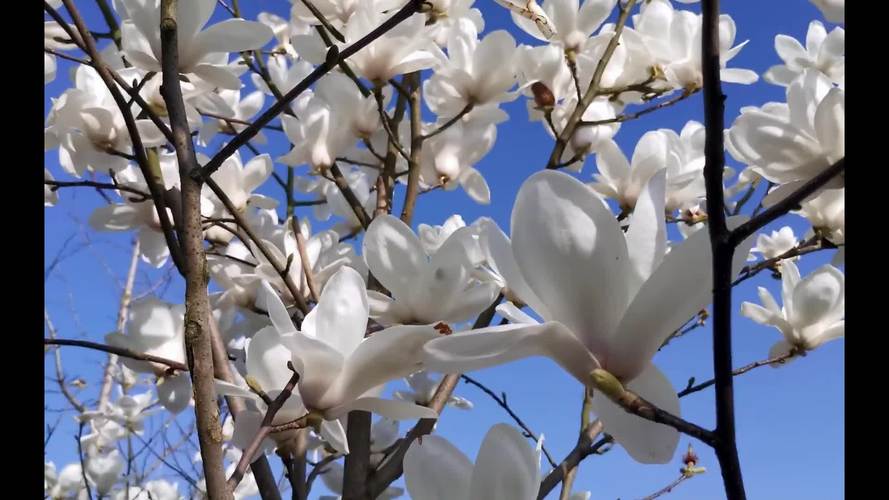 上海市的市花是什么花