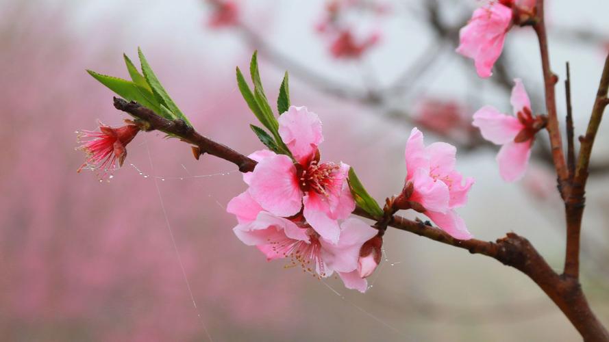 人间什么月芳菲尽山寺桃花始盛开