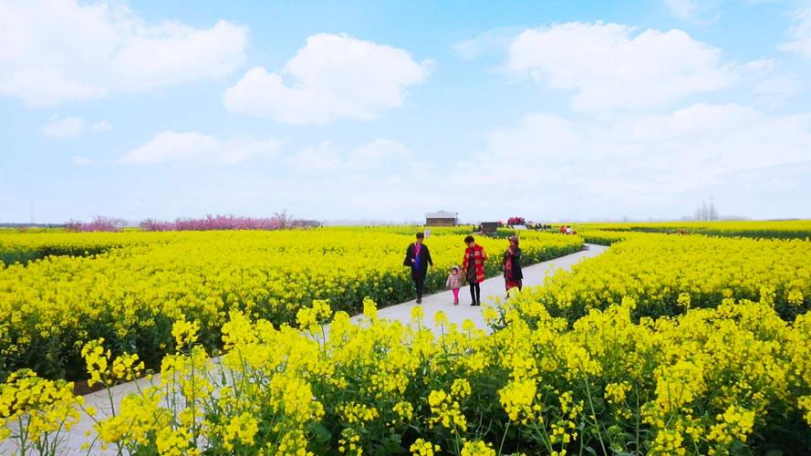 兴化油菜花几月份开