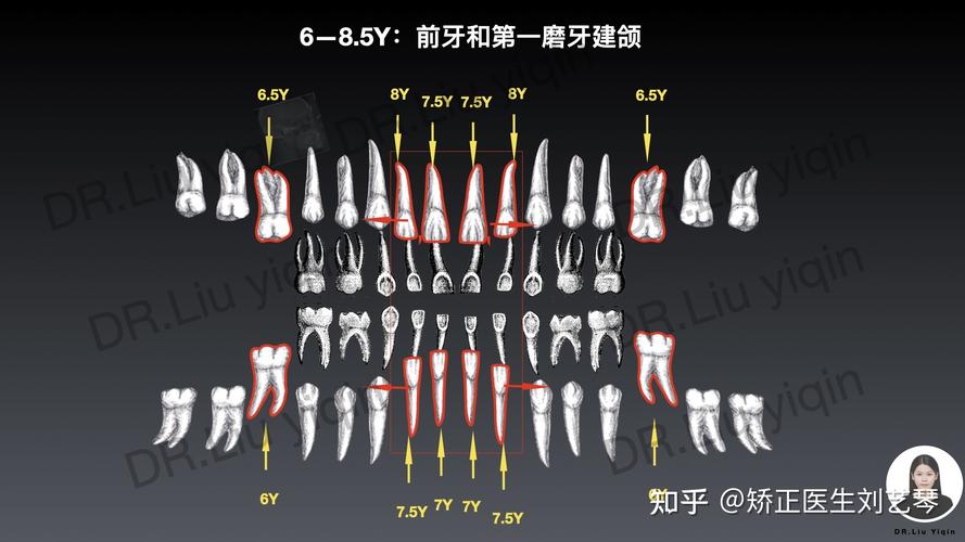 蚊子有多少颗牙齿